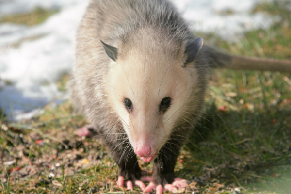 The Versatility and Efficiency of Net Launchers in Wildlife Management