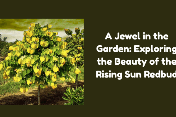 A Jewel in the Garden: Exploring the Beauty of the Rising Sun Redbud