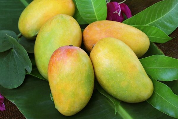 Buy Export Quality Chaunsa Mango – Premium Taste