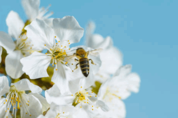 How Bee Activity Affects Spring Home Projects