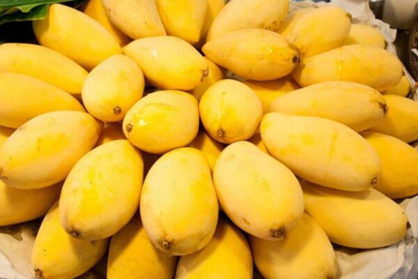 Mango Companies in Pakistan – Why Chanab Farms Stands Out