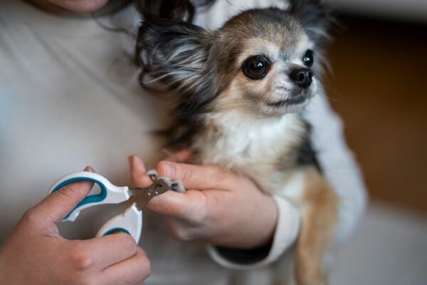 Why Regular Nail Trimming is Essential for Your Pet’s Health