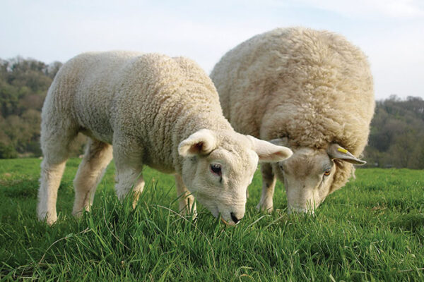 What Is the Best Sheep Feed? A Complete Guide for Beginners