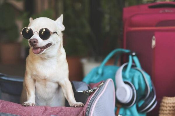 Stylish and Functional: Choosing the Perfect Dog Carrier Purse for Everyday Use