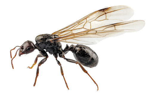 What Are the Long-Term Solutions for Flying Ant Prevention?