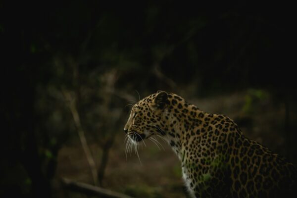 Top Safari Experiences at Ranthambore National Park & Tiger Reserve