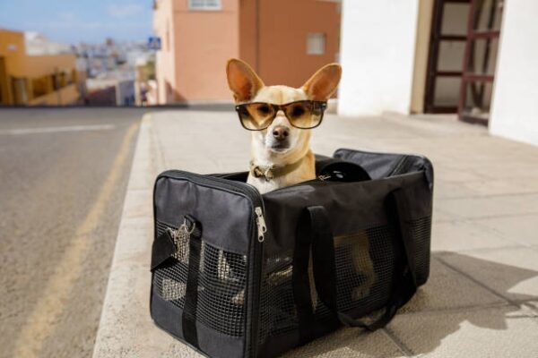 Exploring the Benefits of a Comfortable and Safe Dog Rucksack for Pet Travel