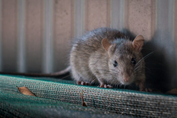 What Are the Differences Between Roof Rats and Norway Rats?