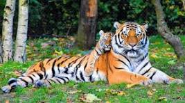Complete Guide to Tadoba Tiger Safari Online Booking for 2025