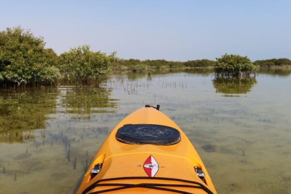 Guided Kayaking in Al Thakira Mangroves: Discover Qatar’s Green Paradise