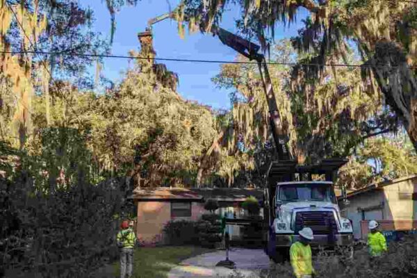 When Is It Time to Call for Tree Removal in Jacksonville?