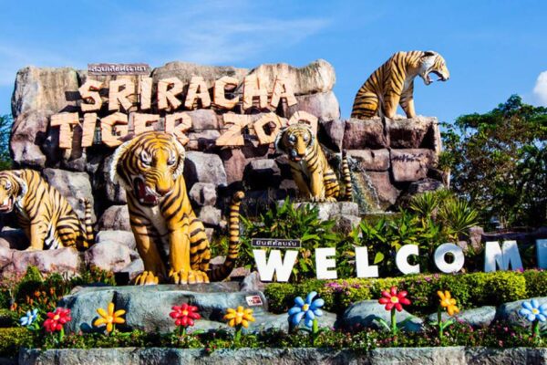 Tiger Topia Sriracha Zoo