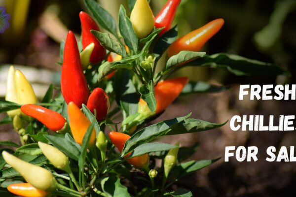 Organic Fresh Chillies for Sale – Delivered Fresh