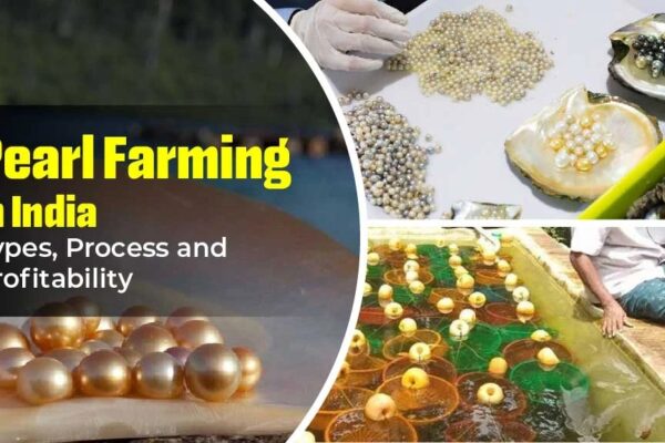 Learn How to do Pearl Farming in India